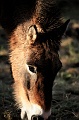 Mongolian Wild Horse 002 copyright Villayat Sunkmanitu